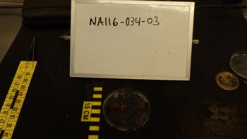Media type: image;   Invertebrate Zoology 153142 Description: live specimen;